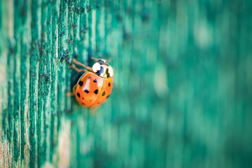 Ladybug on wooden green background
